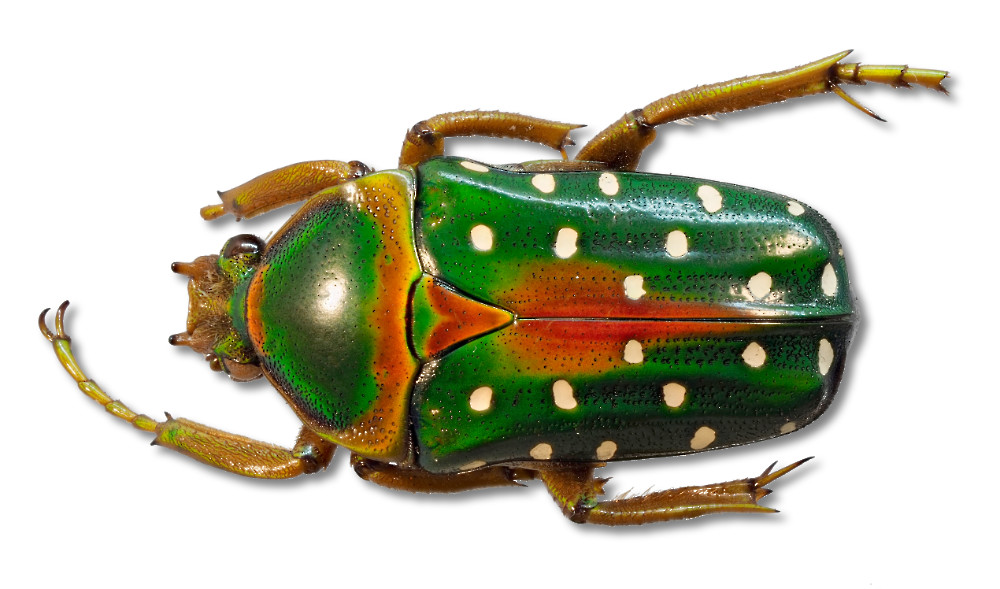 Stephanorrhina guttata aus Kamerun, ca. 23 mm lang