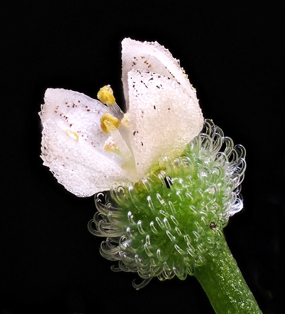 Nicht nur Käfer, auch Pflanzen liefern Richard interessante, kleine Motivdetails, wie hier das Kletten-Labkraut (Galiuma aparine), ca. 2 mm groß